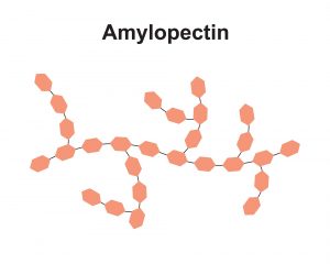 アミロペクチン